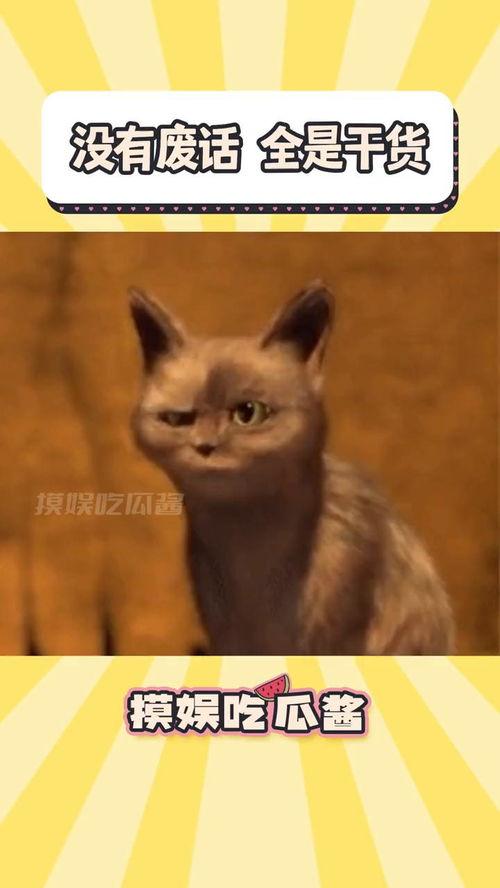 色猫吃瓜网站免费推荐,色猫吃瓜网站免费推荐，带你畅游娱乐新天地